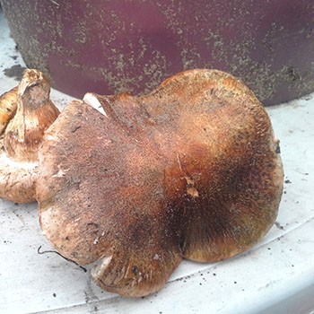 Ryadovka openkovidny: photo, description et application