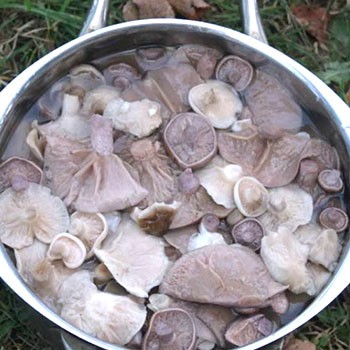 Comment nettoyer les rangées de gris et de peuplier