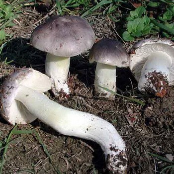 Types de champignons en rangée dans les banlieues