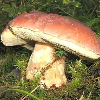 Que faire de mieux avec les cèpes