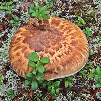 Comment faire cuire les champignons