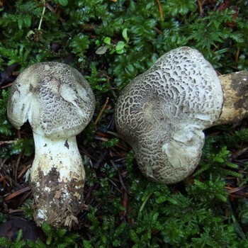 Champignons toxiques, semblables à la rangée grise