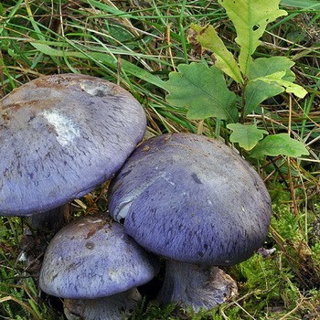 Comment les rowans comestibles sentent-ils?