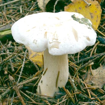 Quel est le goût de l'aviron blanc et violet?