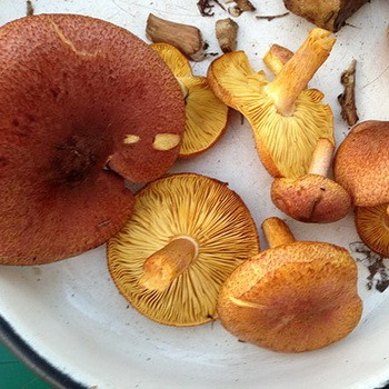 Recettes pour faire des lignes jaunes-brunes