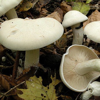 Champignon rose rowovka: photo, description et traitement