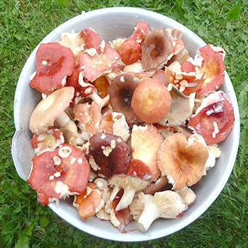 Recettes Russula à la maison