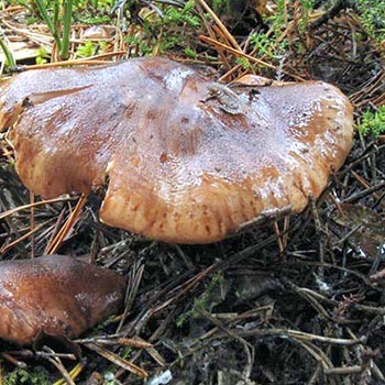 Faire mariner les rangs de peuplier: recettes pour l'hiver