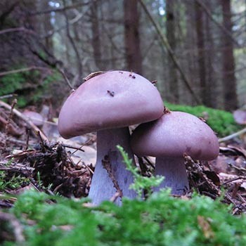 Mariner les rangs pour l’hiver: recettes pas à pas