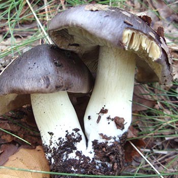 Comment décaper l'aviron gris: recettes simples