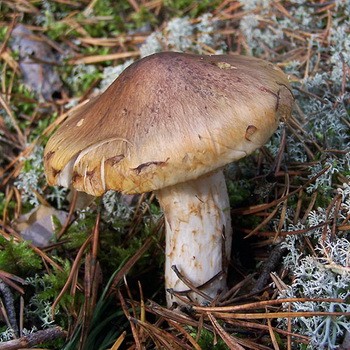 Champignon de rangée de pins (matsutake)
