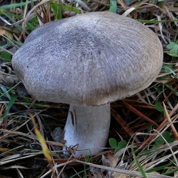 Ryadovka terreux-gris: description et application