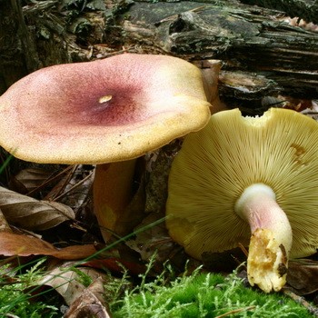 Champignon ramant jaune-rouge (rougir)