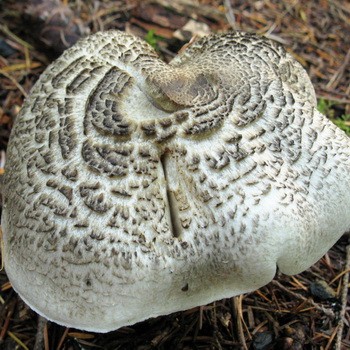 Champignon toxique pied de tigre (léopard)