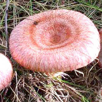 Cuisson instantanée: saler et mariner les champignons