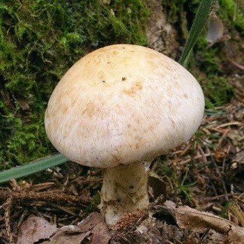 Faux Champignon (gebeloma collant)