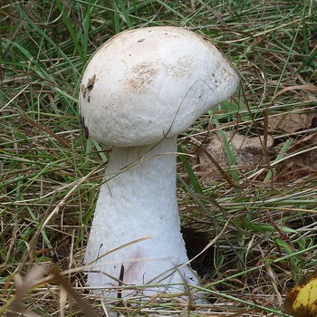 Faux cèpes: photo et description des champignons