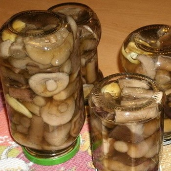 Méthodes de récolte des cèpes en hiver