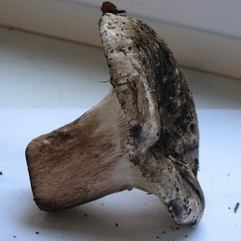 Pourquoi les champignons sont-ils noircis et que faire?