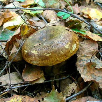 Où sont les champignons à Tcheliabinsk et dans la région de Tcheliabinsk?