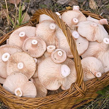 Pourquoi les seins blancs et noirs sont-ils amers?