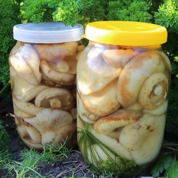 Poitrines salées et marinées au chou