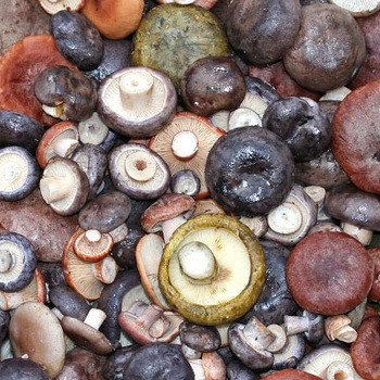 Saler les champignons noirs et blancs sous l'oppression