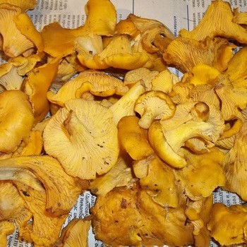Comment sécher les chanterelles ordinaires et noires