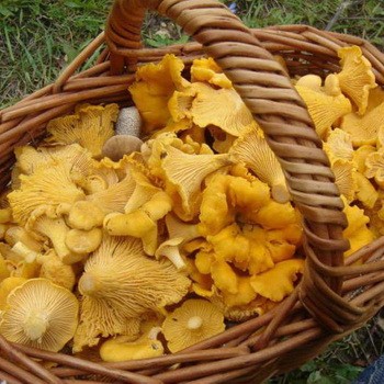 La collection correcte de girolles