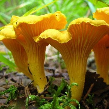 Les avantages et les inconvénients des girolles pour le corps humain