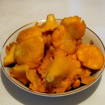 Chanterelles au vinaigre: recettes de récolte délicieuses