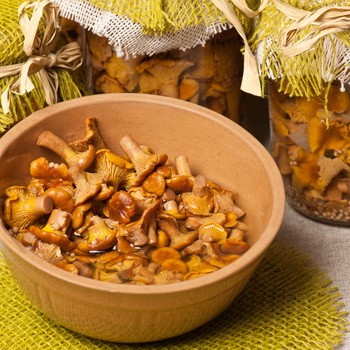 Récolte des girolles salées froides et chaudes