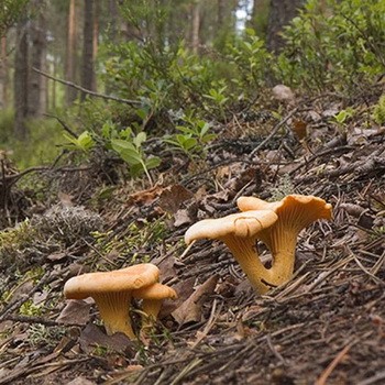 Où poussent les chanterelles en Russie