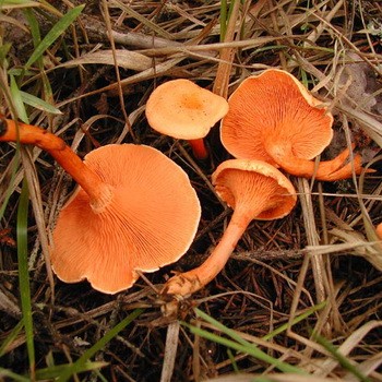 Les fausses chanterelles sont-elles toxiques et comment les distinguer des espèces comestibles?