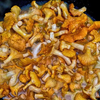 Que faire des girolles: des recettes pour l'hiver