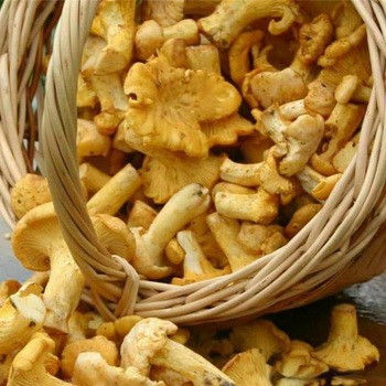 Pourquoi les chanterelles sont amères et comment se débarrasser de ce problème