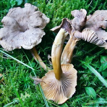 Entonnoir ou entonnoir de chanterelle: photo et description