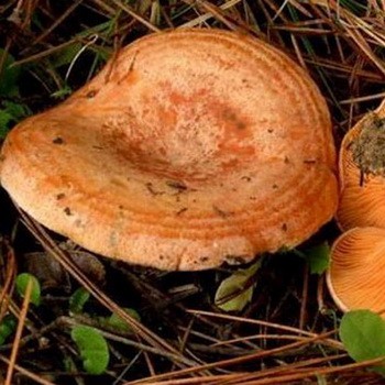 Le gingembre en banlieue: lieux de champignons et moment de la collecte