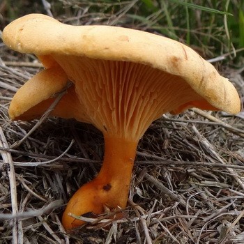 Comment distinguer les chanterelles comestibles des fausses: conseils d'experts