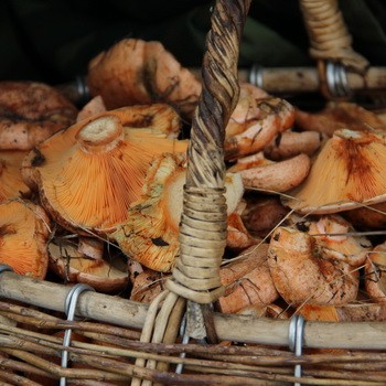 Le gingembre à Izhevsk: où pousser et quand récolter