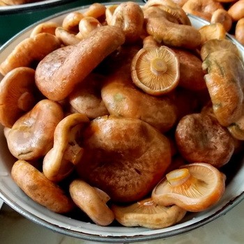 Saler les champignons safran dans un tonneau en bois