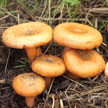 Collection de champignons épinette et pin safran en octobre
