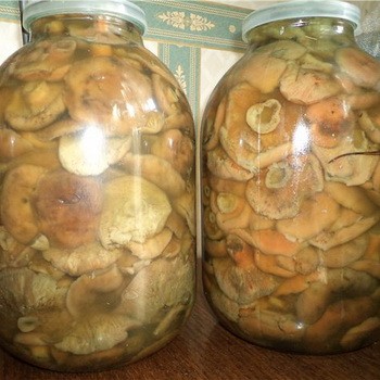 Pourquoi la caméline moisie et comment résoudre ce problème