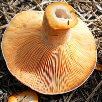 Intoxication par des champignons avec des champignons: symptômes et premiers secours à la victime