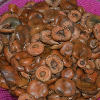 Comment saler et mariner les champignons pour qu'ils ne noircissent pas