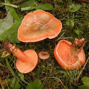 Que faire si les champignons deviennent bleus pendant la cuisson?