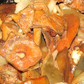 Méthodes simples pour saler les champignons au safran: recettes de préparations hivernales