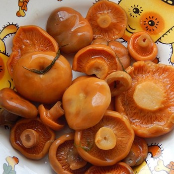 Comment fermer les champignons safran froid et chaud