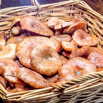 Où poussent les champignons à Perm et dans sa région?