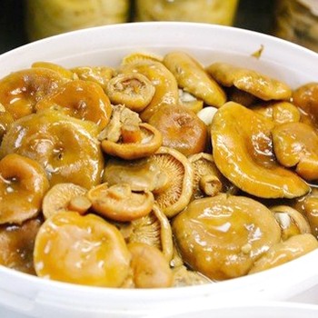 Champignons croustillants: recettes de marinage et de marinage des champignons